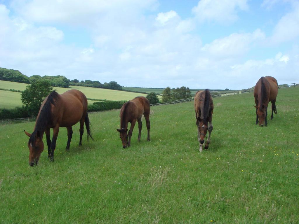 Yellowham Farm, Dorchester Higher Bockhampton 外观 照片